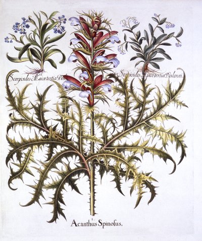 Spiny Bears Breech and Forget-Me-Nots, from Hortus Eystettensis by German School